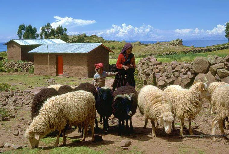 Sheep farming on the Isle of Taquile, Titicaca, Peru