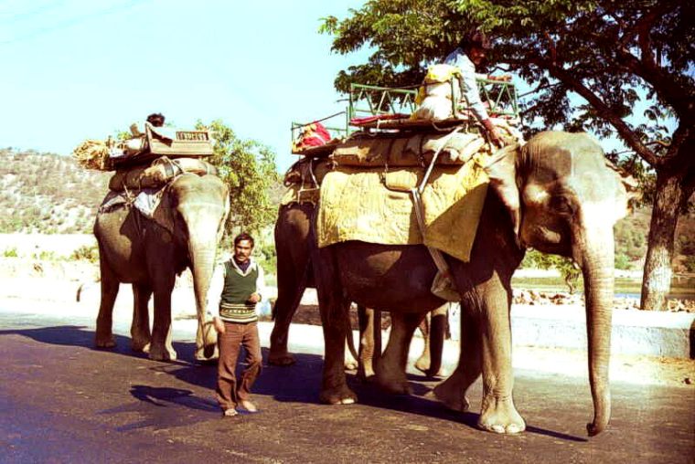 Rajastan Elephants