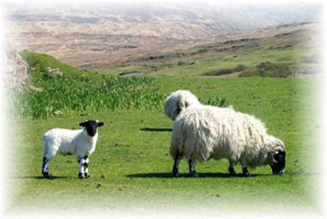 Sheep and lamb grazing by Ben More, Isle of Mull, Scotland