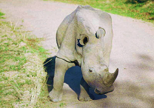 Zimbabwean White Rhino