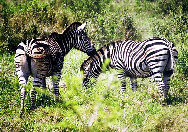 Courting Zebras