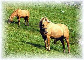 Dolomite Horses
